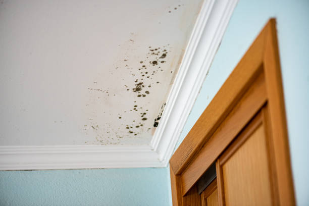 Mold Removal Process in Sheffield Lake, OH