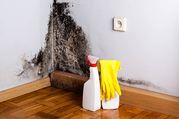 Best Fast Mold Removal  in Sheffield Lake, OH