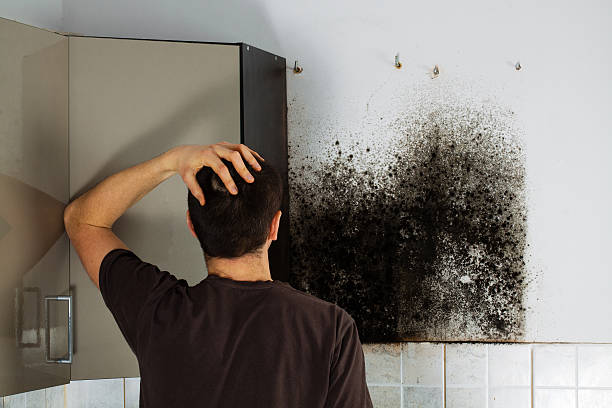 Best Commercial Mold Removal  in Sheffield Lake, OH