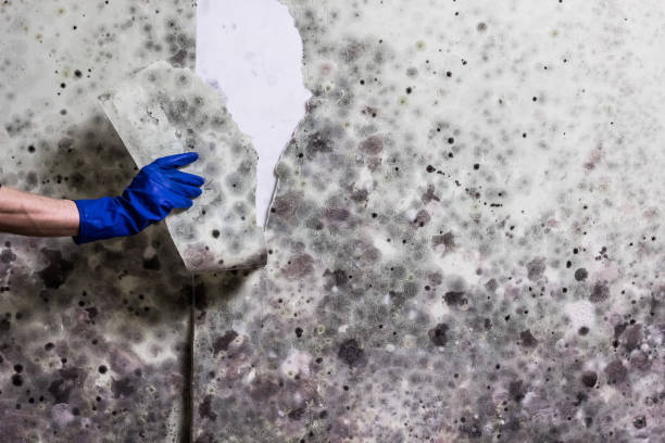 Best Black Mold Removal  in Sheffield Lake, OH