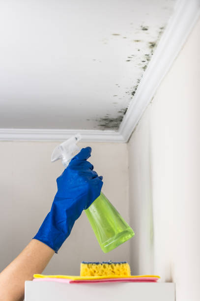Best Mold Removal Process  in Sheffield Lake, OH