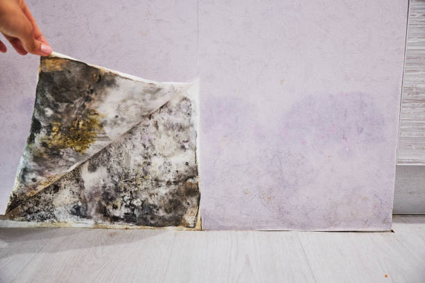 Best Mold Damage Repair  in Sheffield Lake, OH